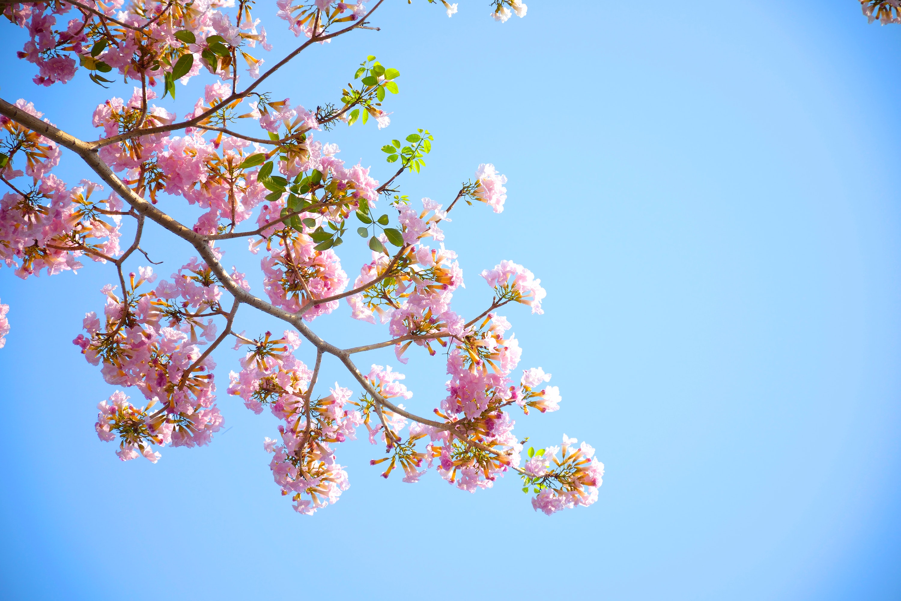 wood-nature-flowers-blue-96654